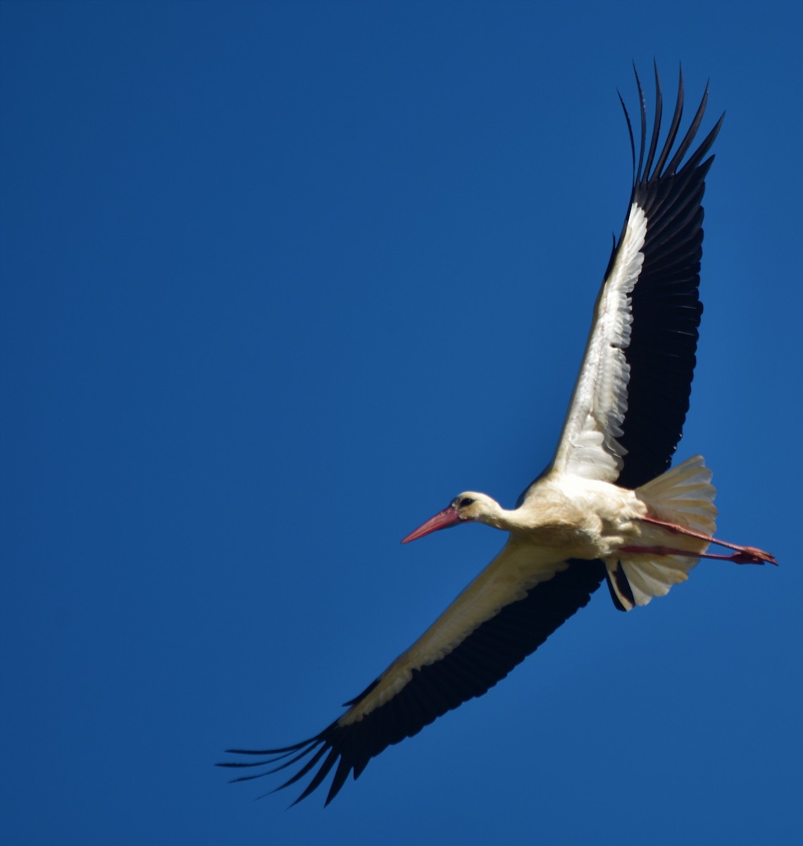 White Stork - ML568229391