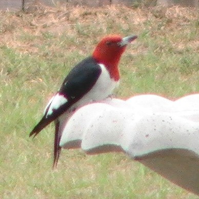 Red-headed Woodpecker - Susan Williams