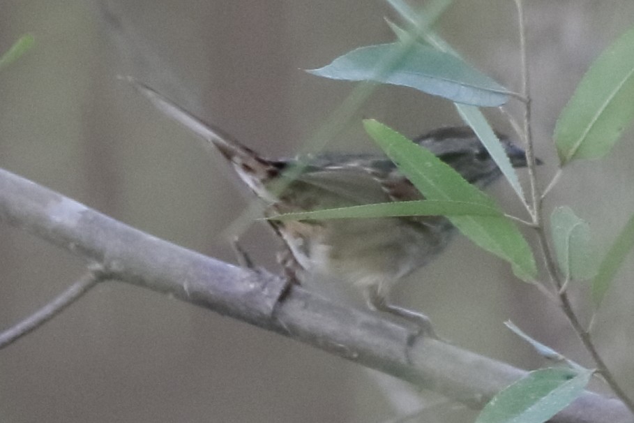 Swamp Sparrow - ML568234981