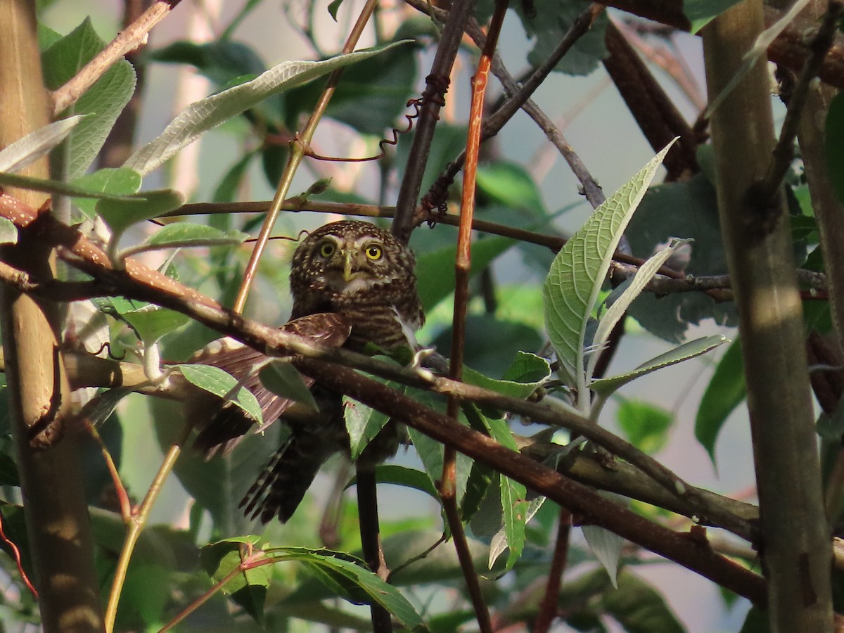 Collared Owlet - ML568236241