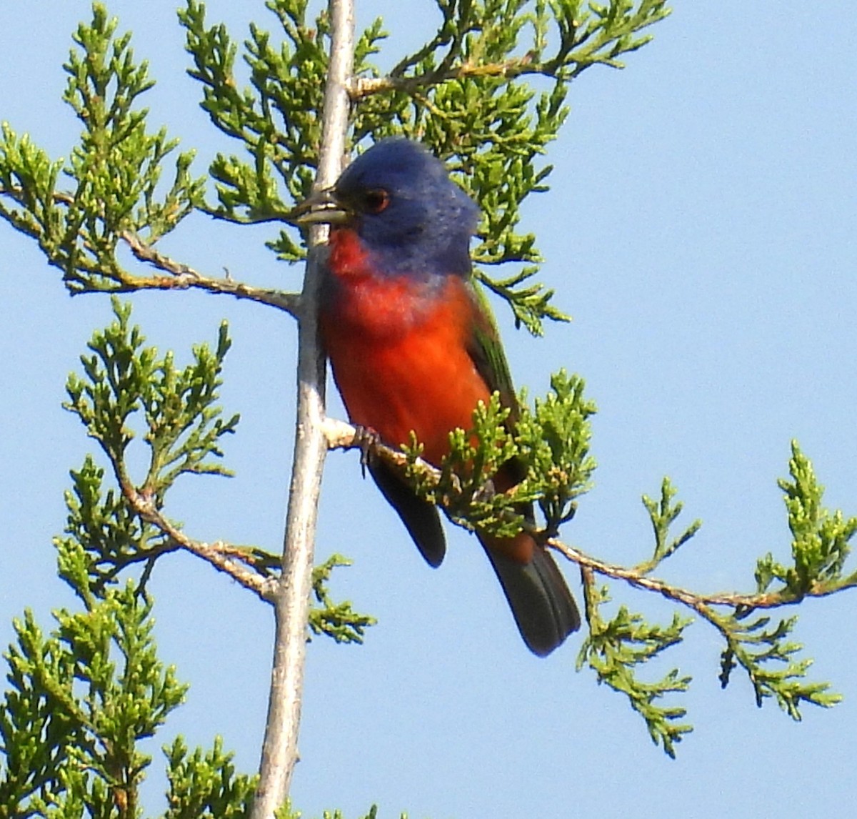 Painted Bunting - ML568236381