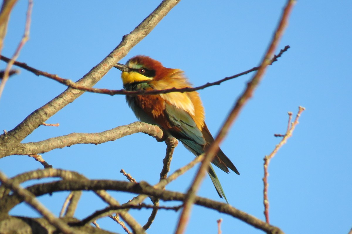 European Bee-eater - ML568237221