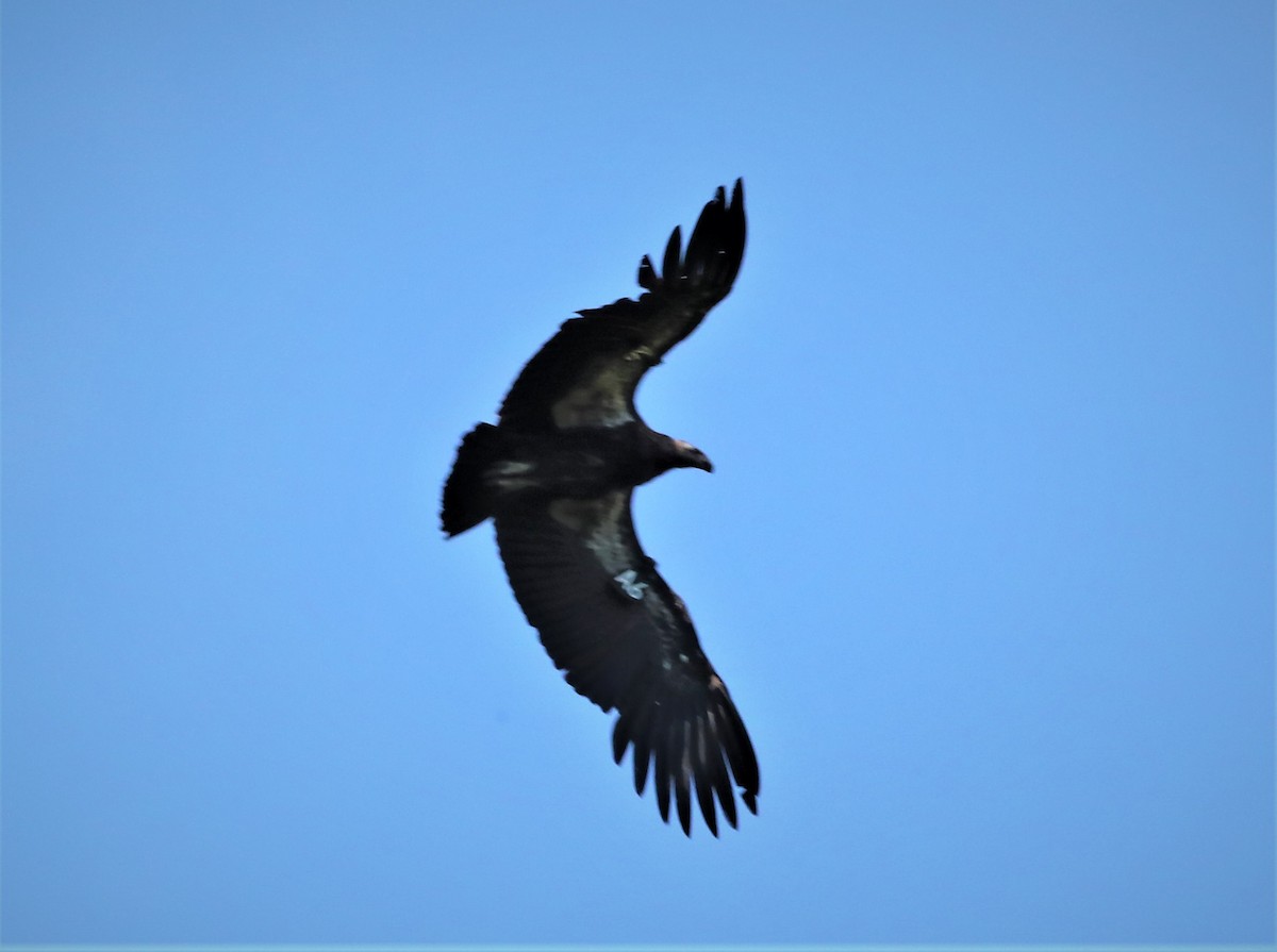 California Condor - ML568238511