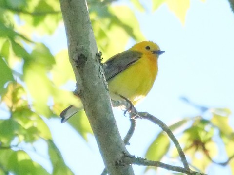 Prothonotary Warbler - Roger Horn