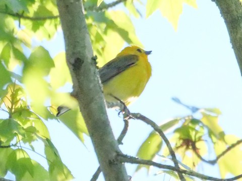 Prothonotary Warbler - Roger Horn