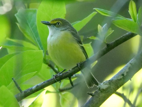 White-eyed Vireo - Roger Horn