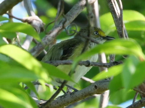 White-eyed Vireo - Roger Horn