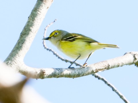 White-eyed Vireo - Roger Horn