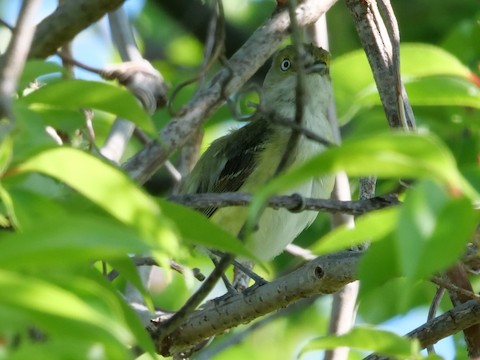 White-eyed Vireo - Roger Horn