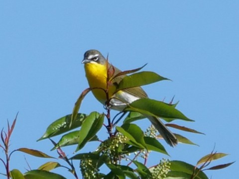 Yellow-breasted Chat - Roger Horn