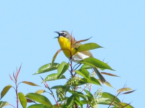 Yellow-breasted Chat - Roger Horn