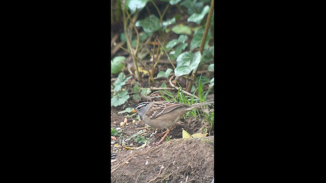 White-crowned Sparrow - ML568242811