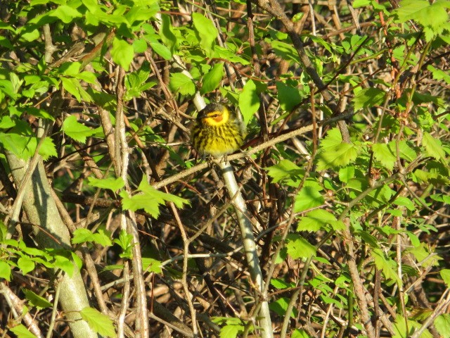 Cape May Warbler - ML568245401