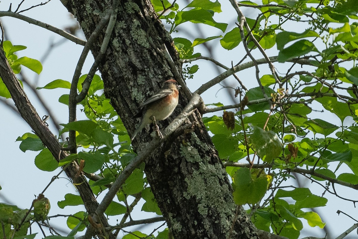Bay-breasted Warbler - ML568245831