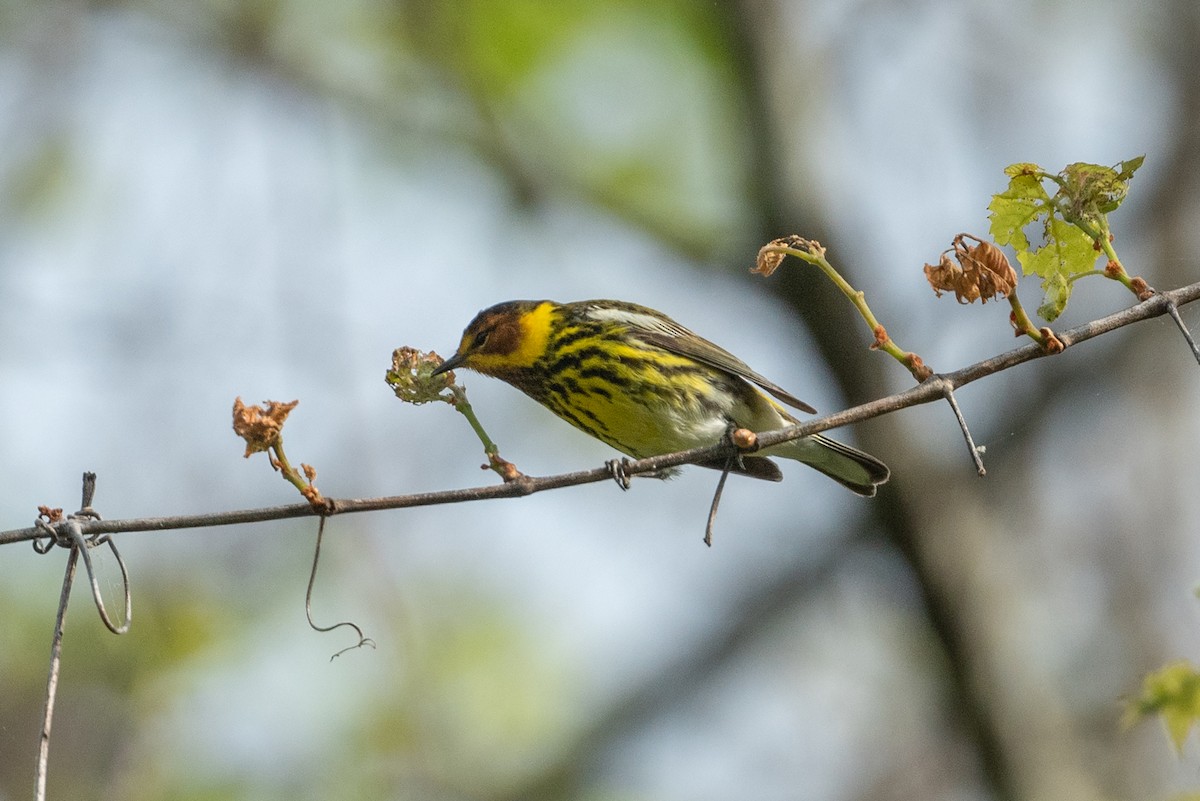 Cape May Warbler - ML568245991