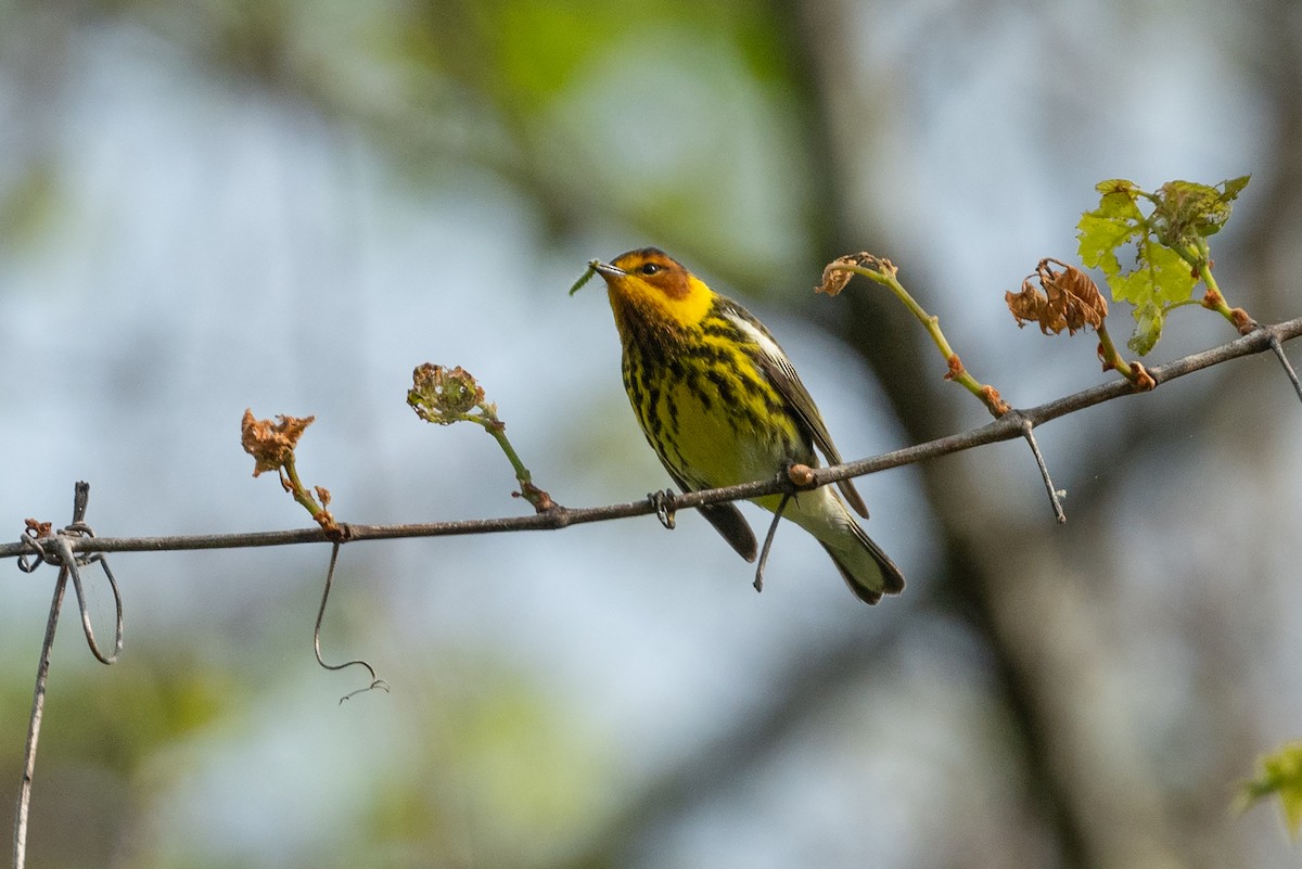 Cape May Warbler - ML568246001