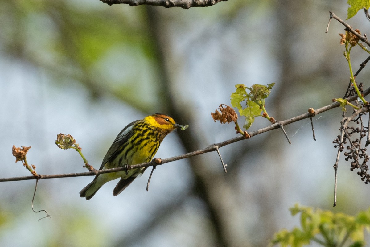 Cape May Warbler - ML568246011