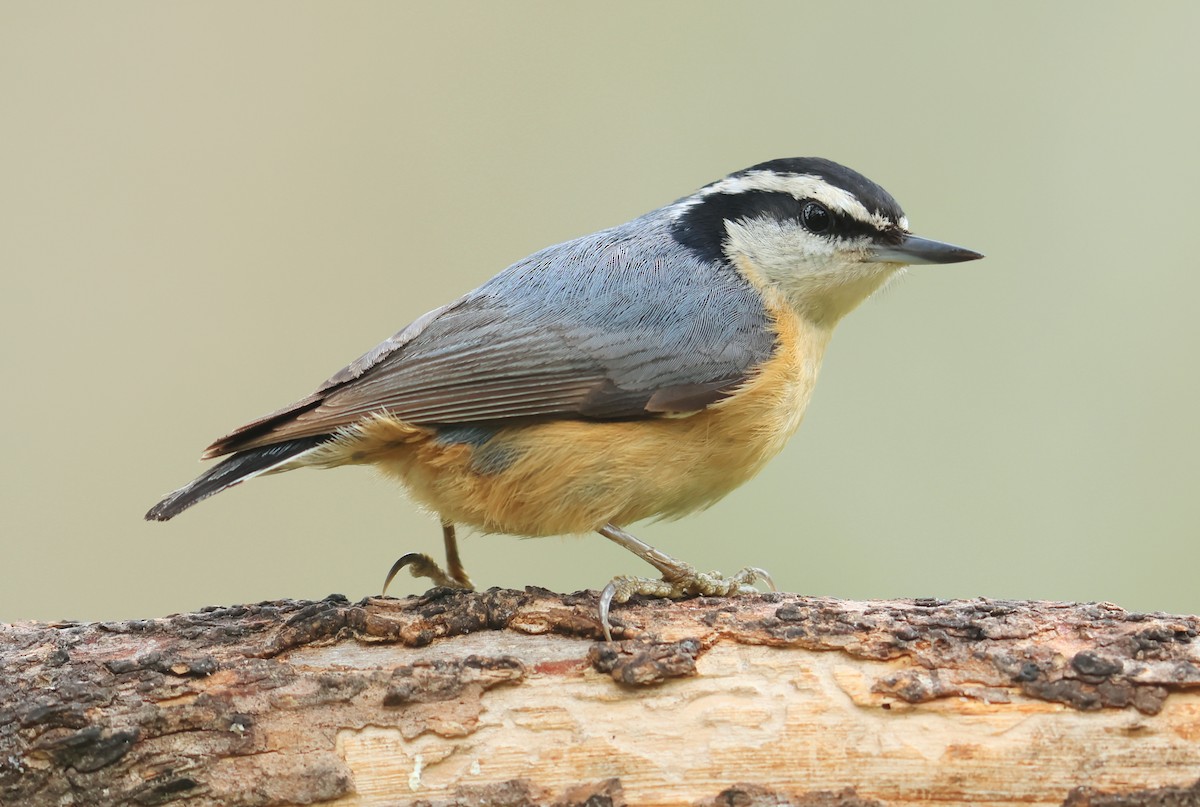 Red-breasted Nuthatch - ML568246451