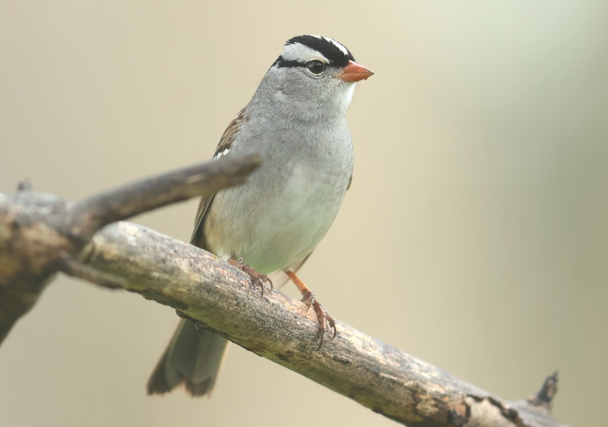 White-crowned Sparrow - ML568247121