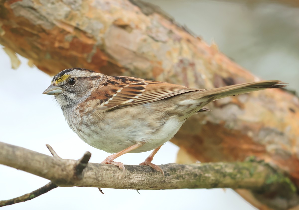 White-throated Sparrow - ML568247181