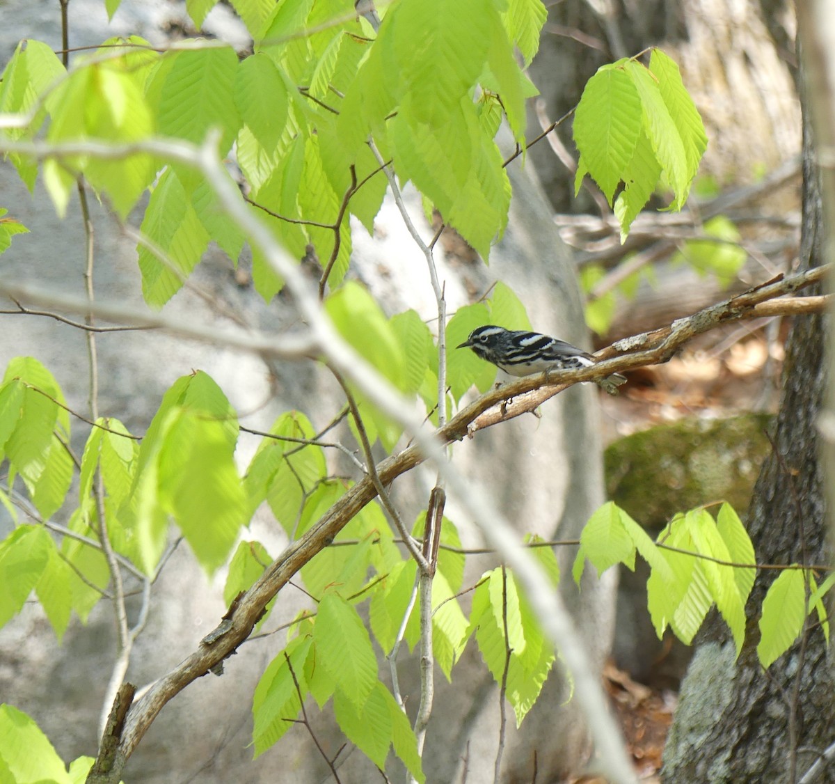 Black-and-white Warbler - ML568251631