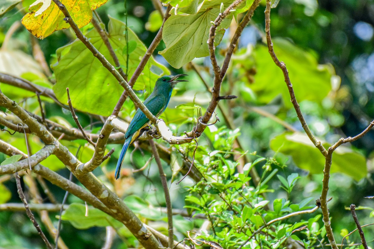 Blue-bearded Bee-eater - Thitiphon Wongkalasin