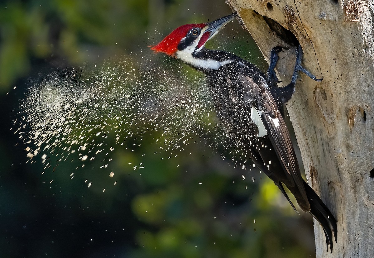 Pileated Woodpecker - Gunnar Numme