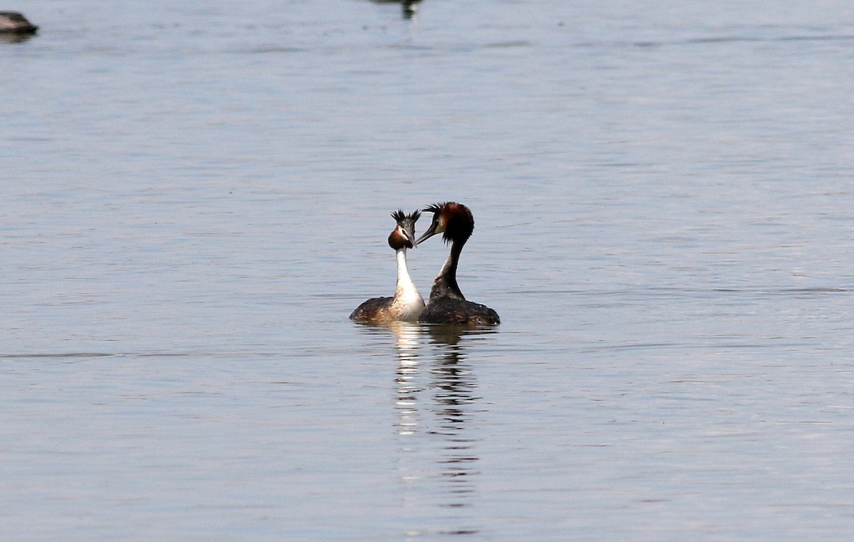 Great Crested Grebe - ML568266591