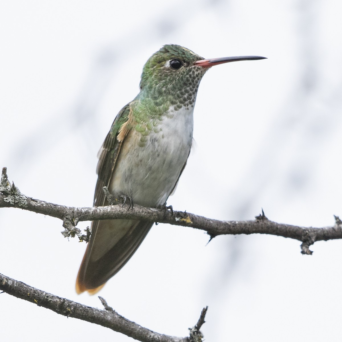 Amazilia Hummingbird - Peter Hawrylyshyn