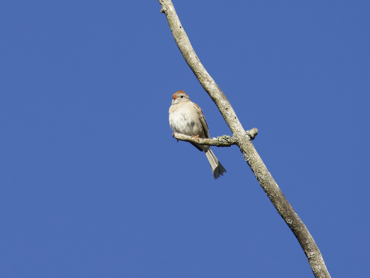 Field Sparrow - ML568276931