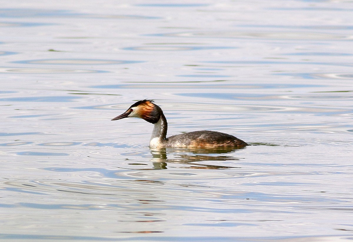 Great Crested Grebe - ML568277601