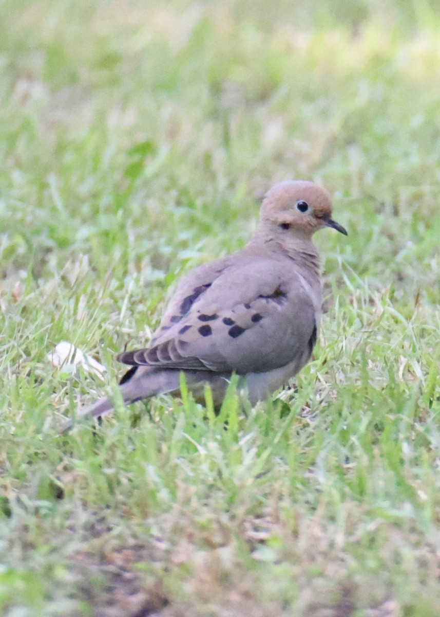 eBird Checklist - 7 May 2023 - One Eleven Ranch Pk - 36 species
