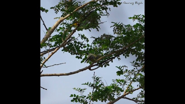 Yellow-footed Green-Pigeon - ML568278881