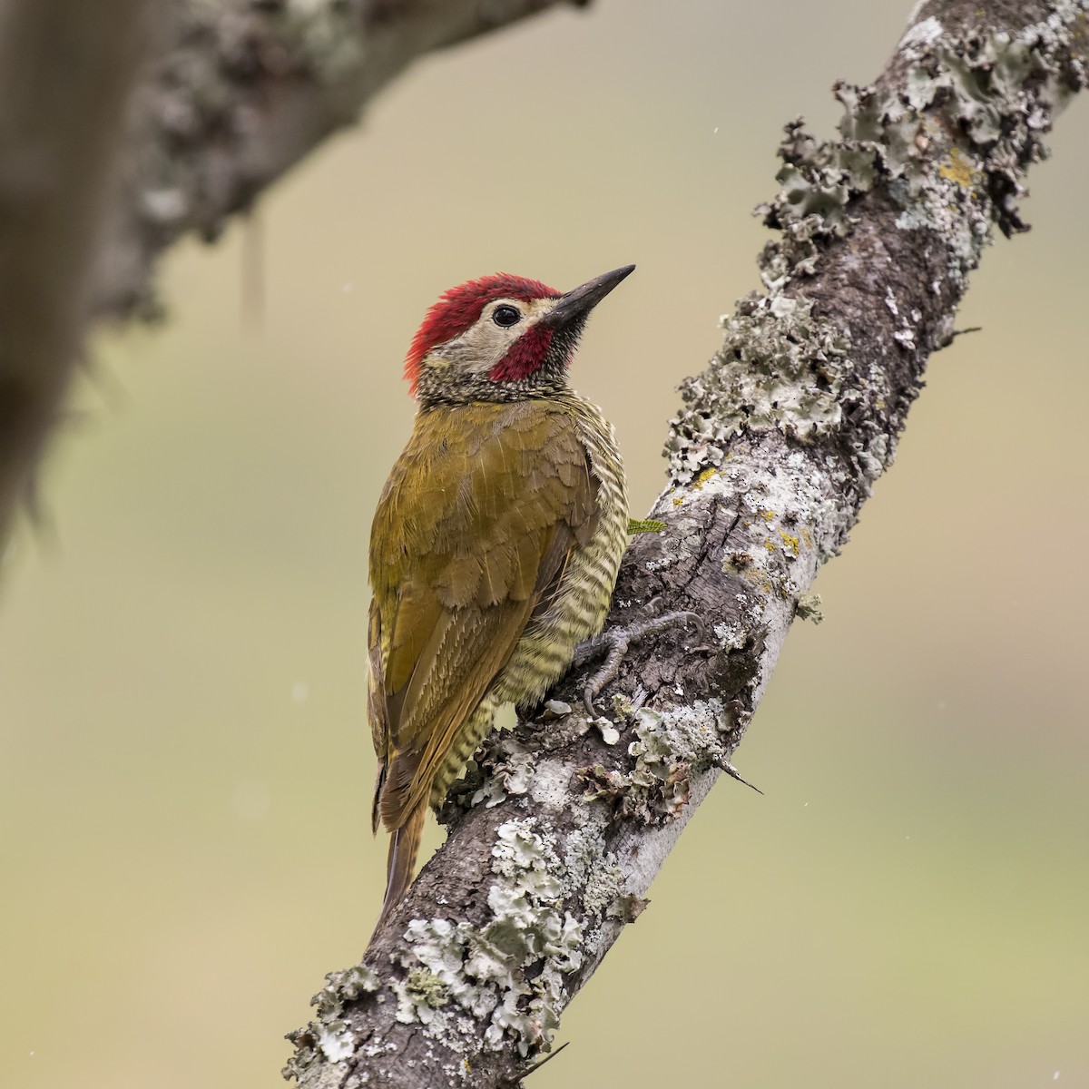 Golden-olive Woodpecker - ML56827911