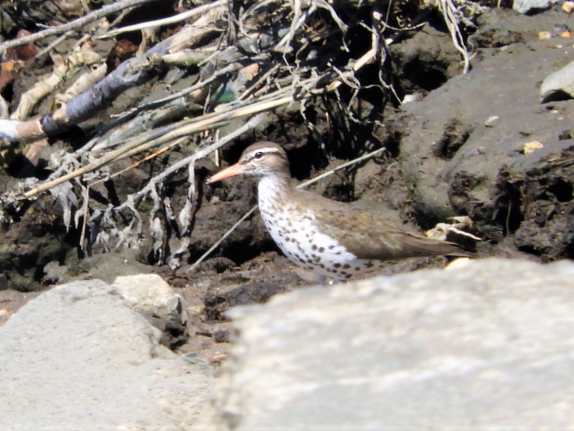 New York Breeding Bird Atlas Checklist - 7 May 2023 - JFK Memorial ...