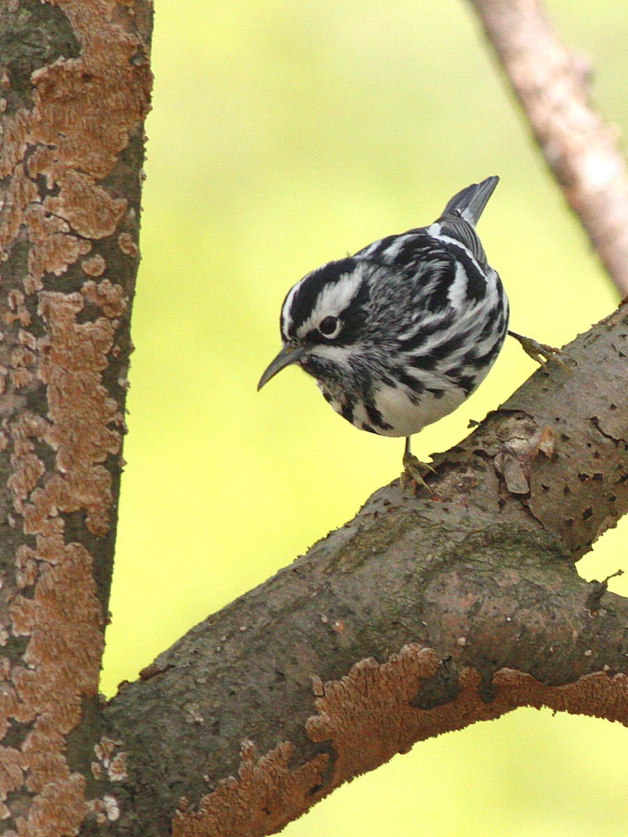 Black-and-white Warbler - ML56828121