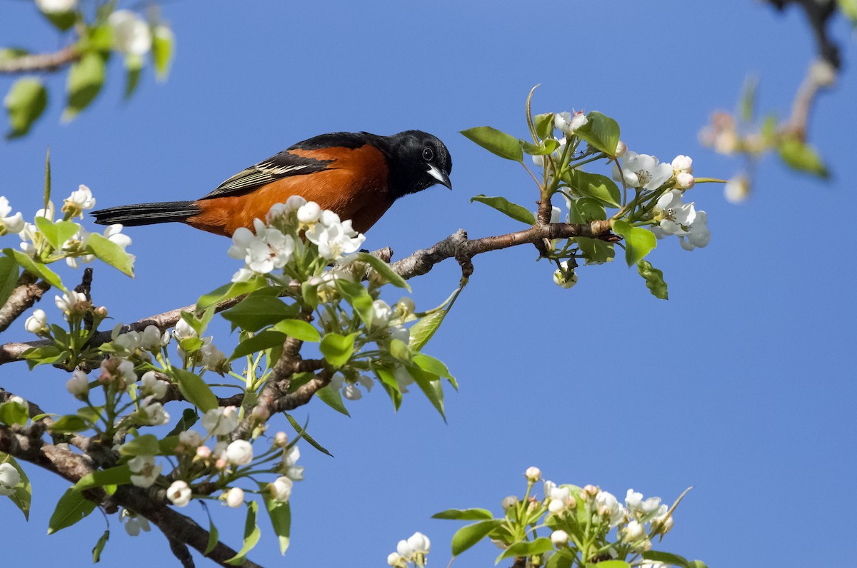 Orchard Oriole - ML568283761