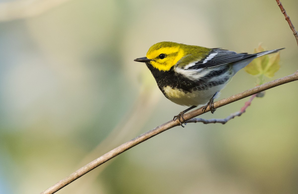 Black-throated Green Warbler - Will Sweet