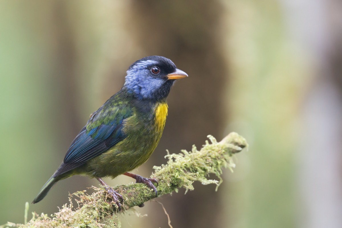Moss-backed Tanager - ML568289121