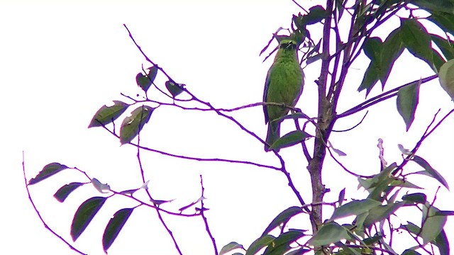 Dotted Tanager - ML568291461