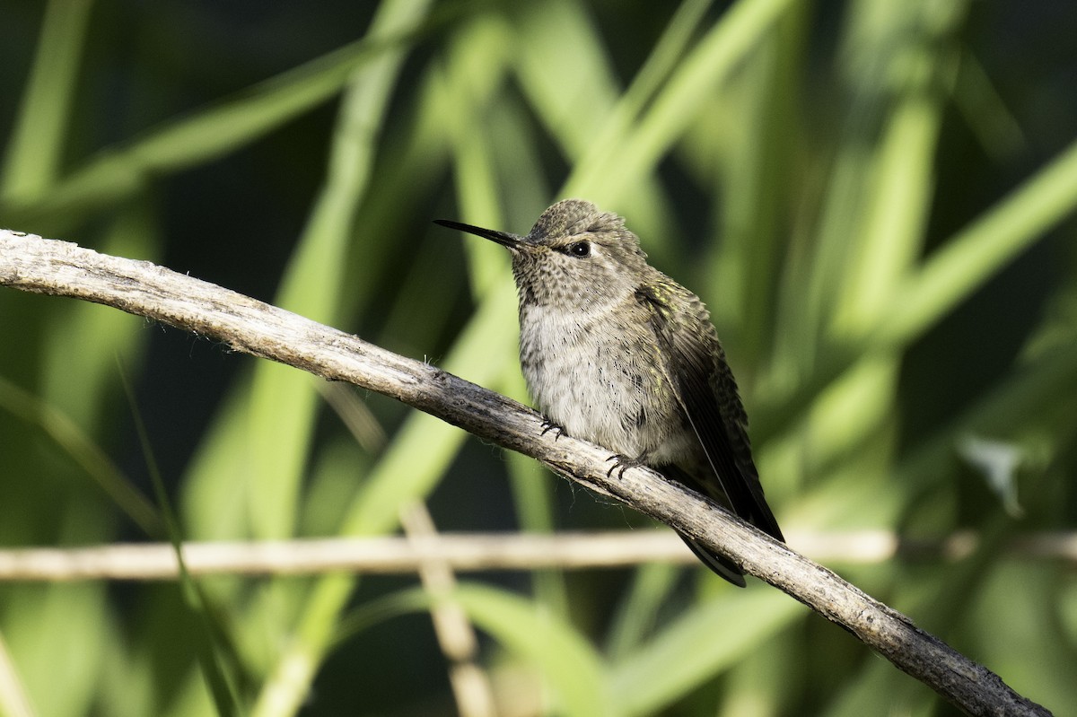 Costa's Hummingbird - ML568291661