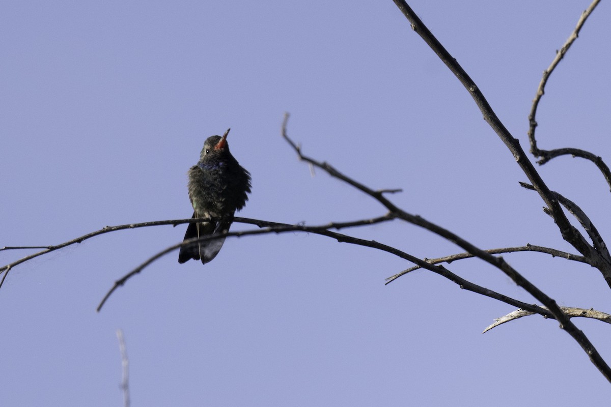 Broad-billed Hummingbird - ML568291791