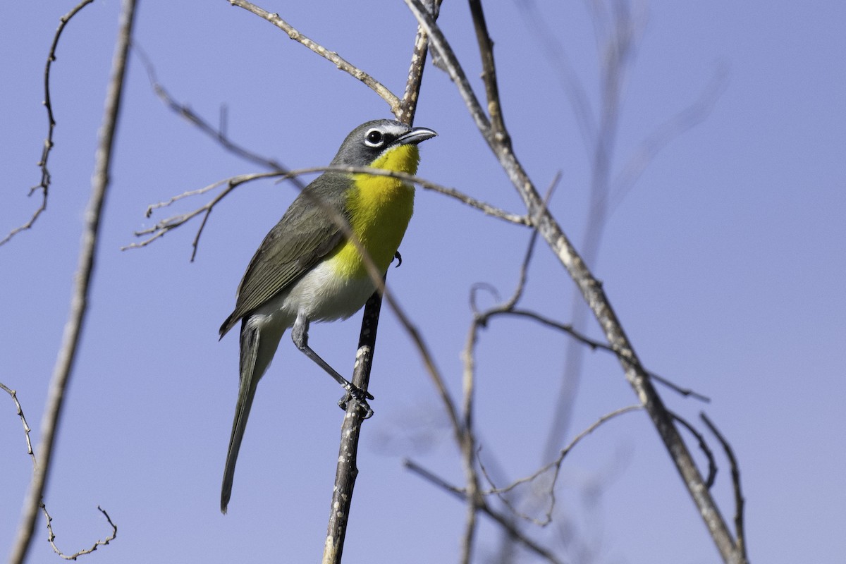 Yellow-breasted Chat - ML568292021