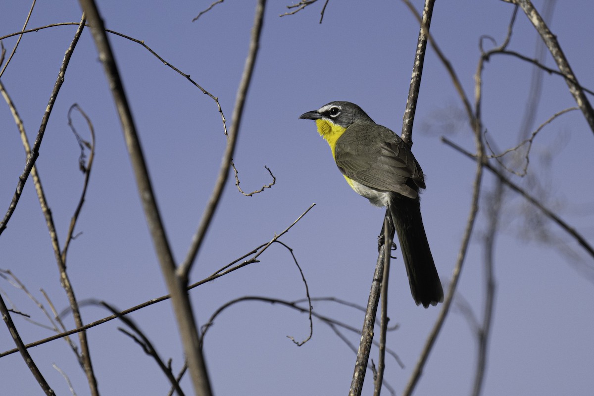 Yellow-breasted Chat - ML568292031