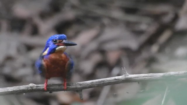 Blue-eared Kingfisher - ML568292381
