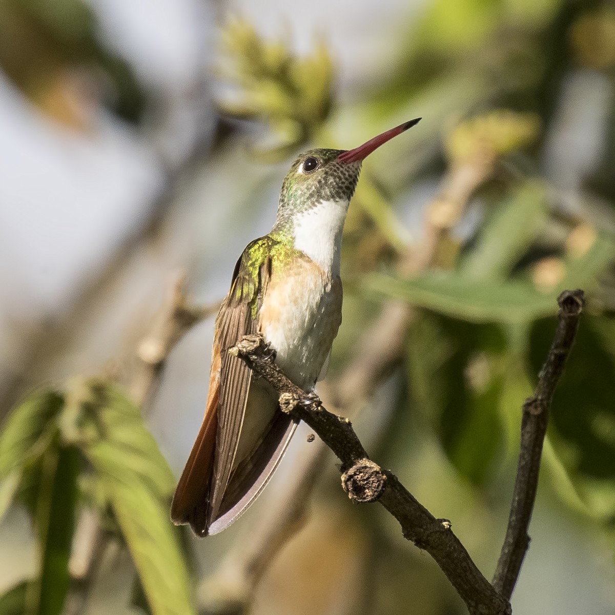 Amazilia Hummingbird - Peter Hawrylyshyn