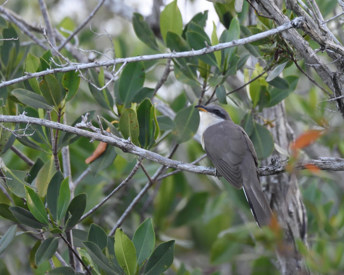Mangrove Cuckoo - Max Wilson