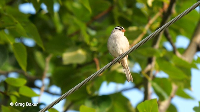 White-crowned Sparrow (Gambel's) - ML568298661
