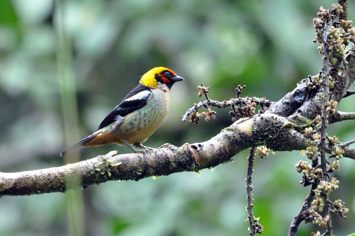 Flame-faced Tanager (Flame-faced) - ML568300541