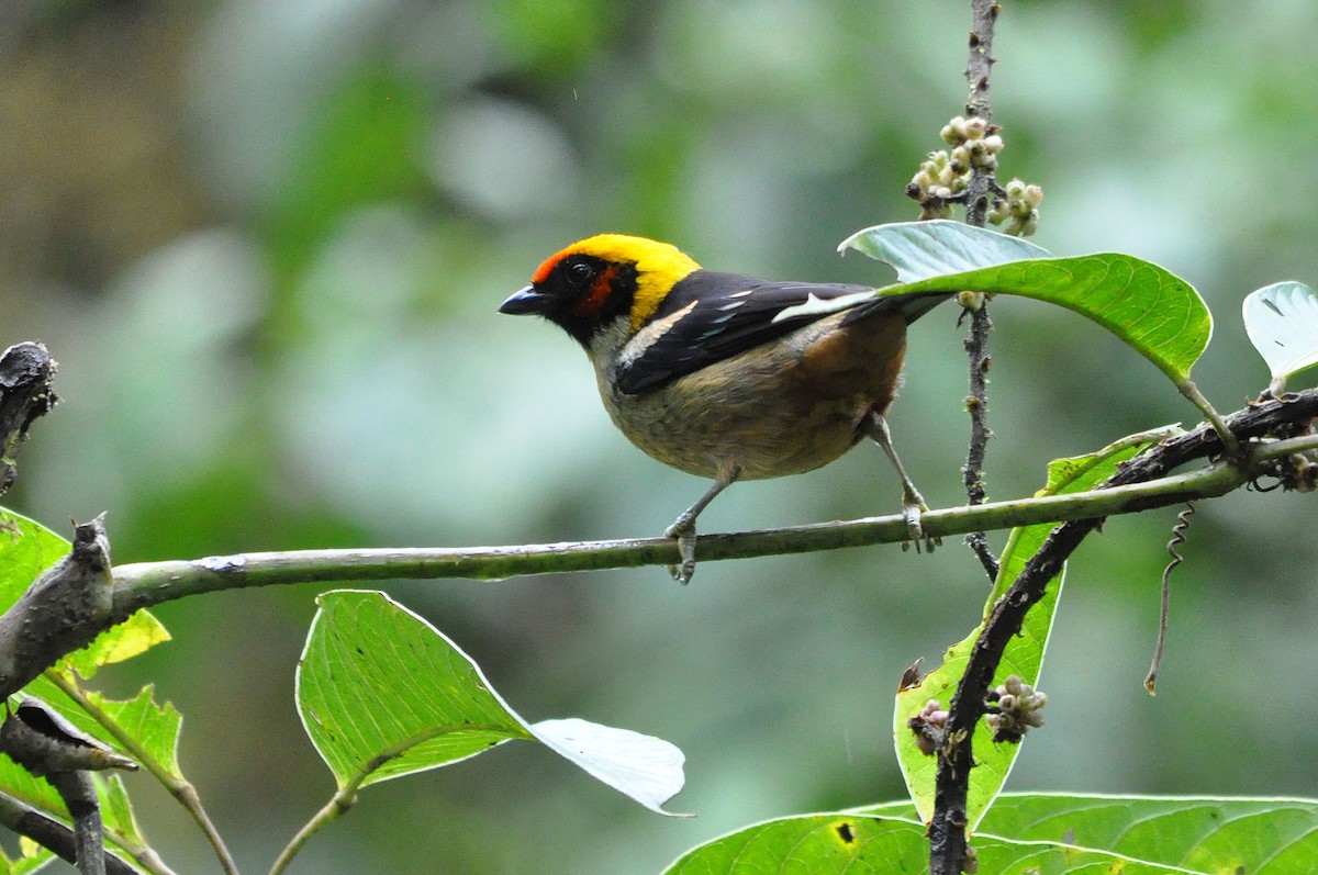 Flame-faced Tanager (Flame-faced) - ML568300551